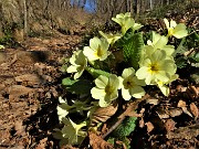 19 Bouquet di primule gialle (Primula vulgaris) 